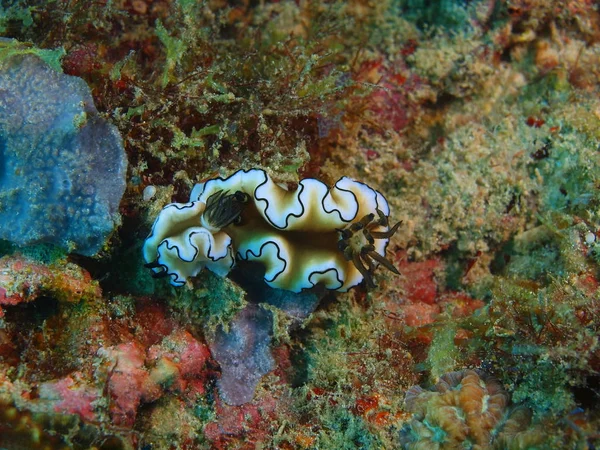 Igaz tenger meztelen csiga, Fülöp-szigetek, a Luzon-sziget, Anilo — Stock Fotó