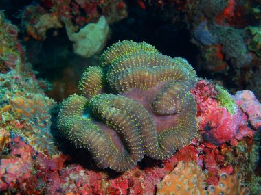 Taş mercan, Filipinler, Luzon Adası, Anilo