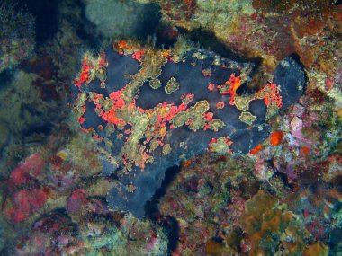 Fener balığı, Filipinler, Luzon Adası, Anilo