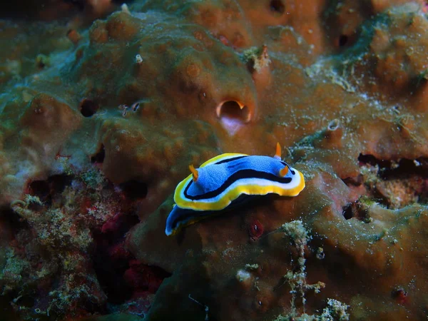 Sanna sea slug, Filippinerna, Luzon Island, Anilo — Stockfoto