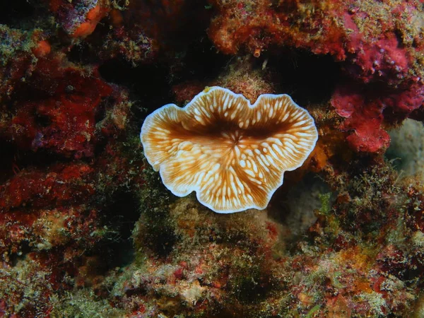 Kivikoralli, Filippiinit, Luzonin saari, Anilo — kuvapankkivalokuva