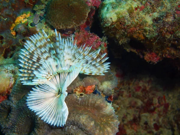 Tube worm, Philippines, Luzon Island, Anilo — Stock Photo, Image