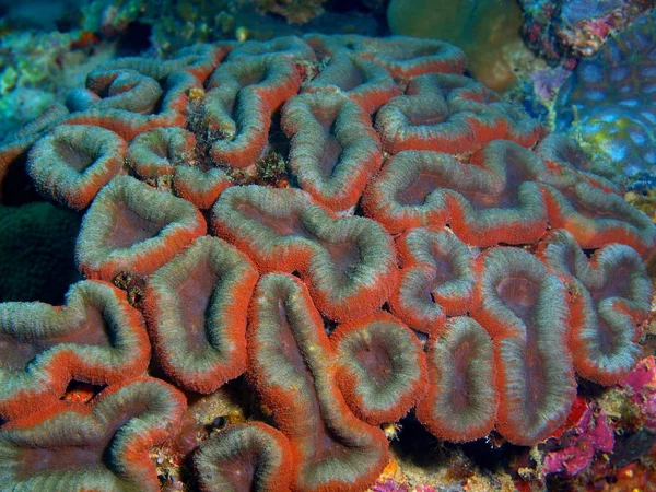 Stone coral, Philippines, Luzon Island, Anilo — Stock Photo, Image