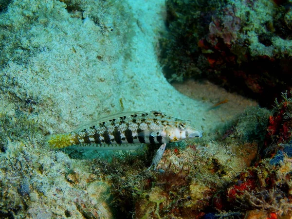 Coral fish, Philippines, Luzon Island, Anilo — Stock Photo, Image