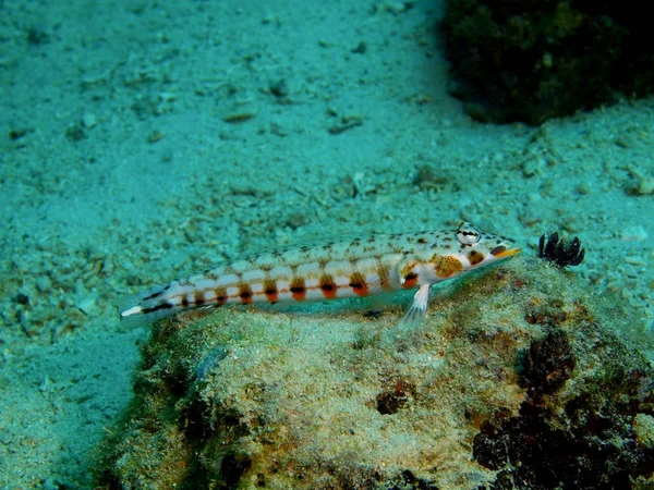 Coral fish, Philippines, Luzon Island, Anilo — Stock Photo, Image