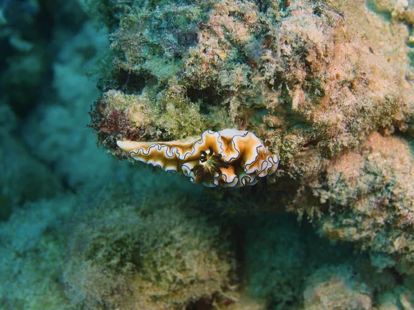 Véritable limace de mer, Philippines, île de Luçon, Anilo — Photo