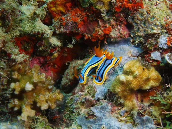 True sea slugs, Philippines, Luzon Island, Anilo — Stock Photo, Image