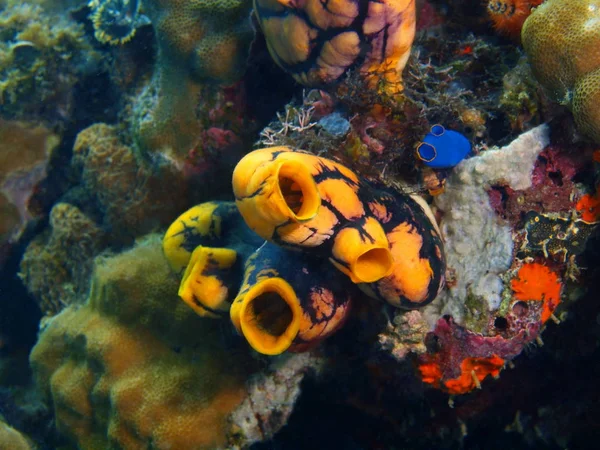 Zee squirts, Filippijnen, eiland Luzon, Anilo — Stockfoto