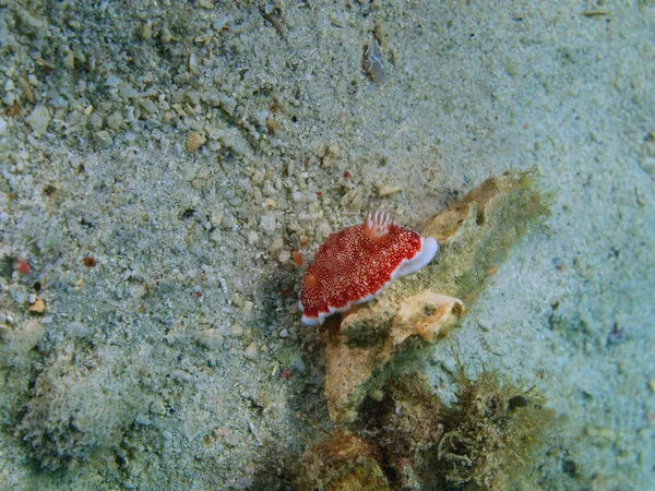 Verdadera babosa marina, Filipinas, Isla Luzón, Anilo — Foto de Stock