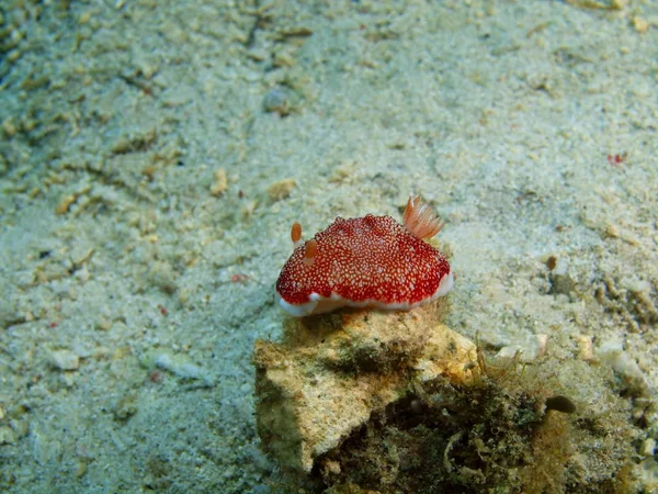 Echte Meeresschnecke, Philippinen, Insel Luzon, Anilo — Stockfoto