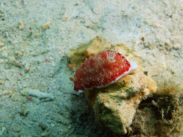 True sea slug, Philippines, Luzon Island, Anilo — Stock Photo, Image