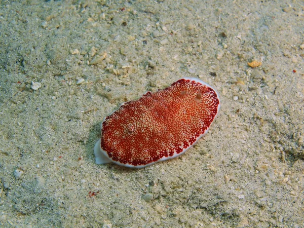 Véritable limace de mer, Philippines, île de Luçon, Anilo — Photo