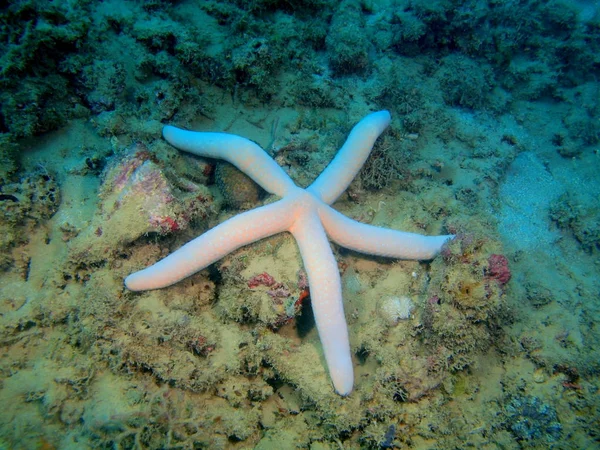 Starfish, Philippines, Luzon Island, Anilo — Stock Photo, Image