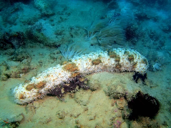 Pepino de mar, Filipinas, Isla de Luzón, Anilo — Foto de Stock