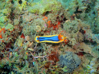 Gerçek deniz yaratığı, Filipinler, Luzon Adası, Anilo
