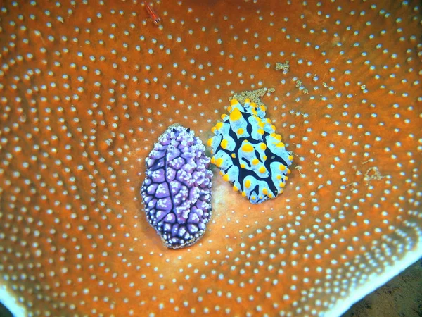 Véritables limaces de mer, Philippines, île de Luçon, Anilo — Photo