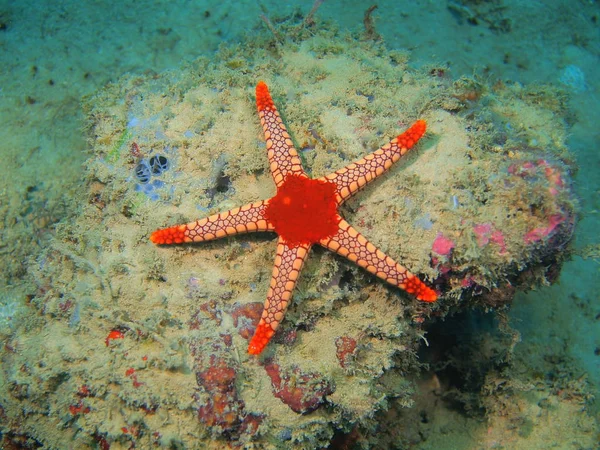 Starfish, Filippine, Isola di Luzon, Anilo — Foto Stock