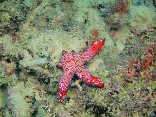 Estrella de mar, Filipinas, Isla de Luzón, Anilo —  Fotos de Stock