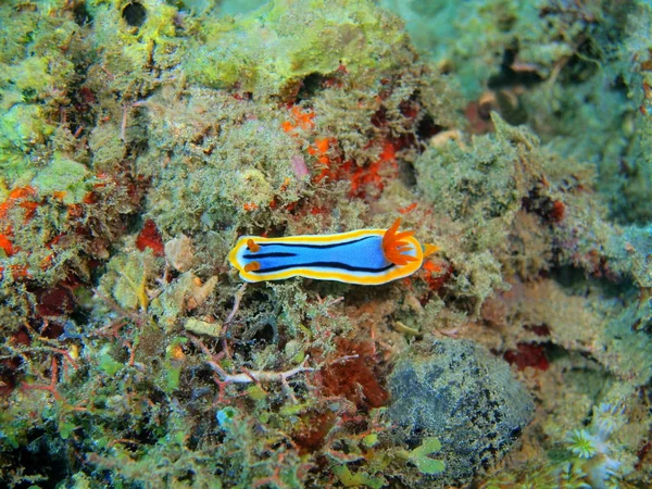 Prawdziwy Morski pomrowik, Filipiny, Wyspa Luzon, Anilo — Zdjęcie stockowe