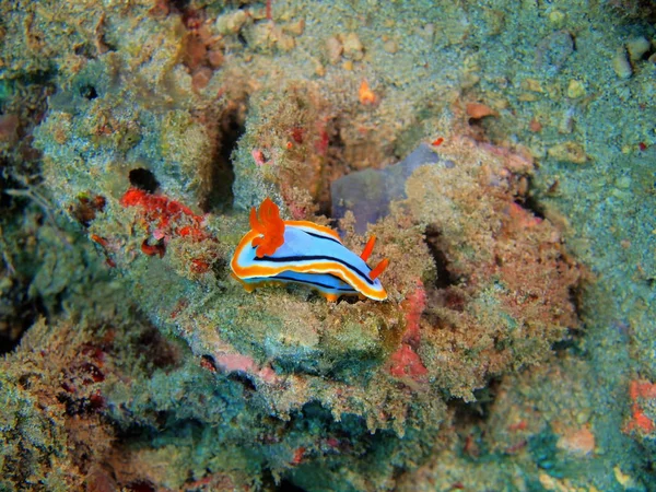 True sea slug, Filippine, Isola di Luzon, Anilo — Foto Stock