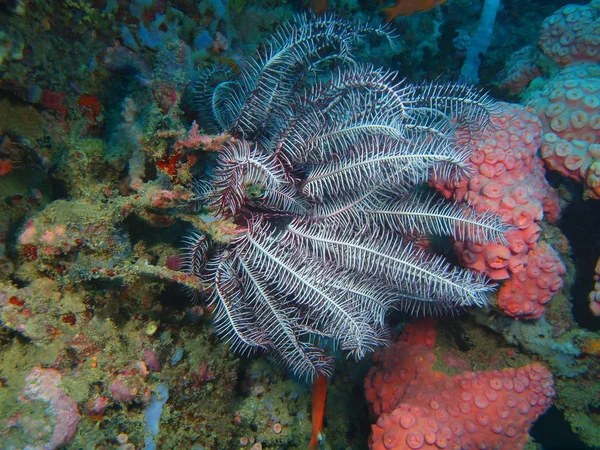 Crinoidea, Filippijnen, eiland Luzon, Anilo — Stockfoto