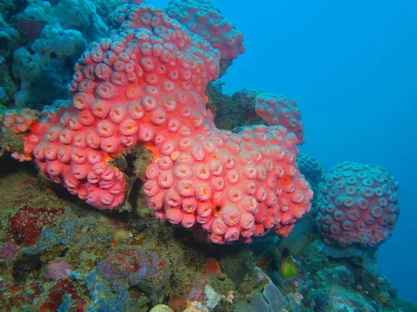 Corail, Philippines, île de Luçon, Anilo — Photo