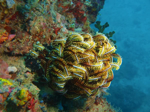 Crinoidea, Filippijnen, eiland Luzon, Anilo — Stockfoto