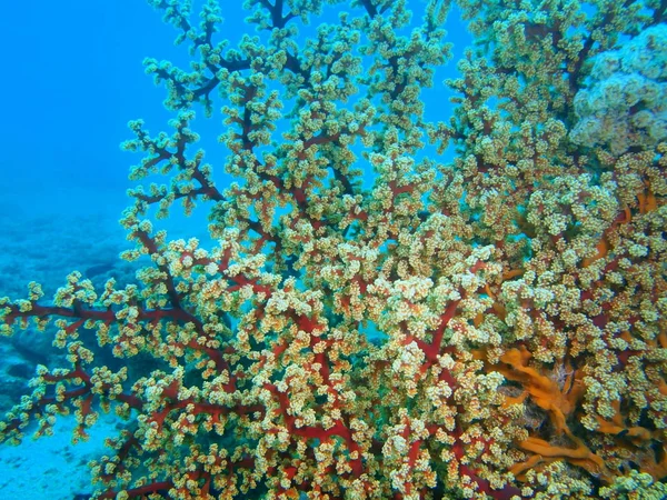 Karang Gorgonia, Filipina, Pulau Luzon, Anilo — Stok Foto