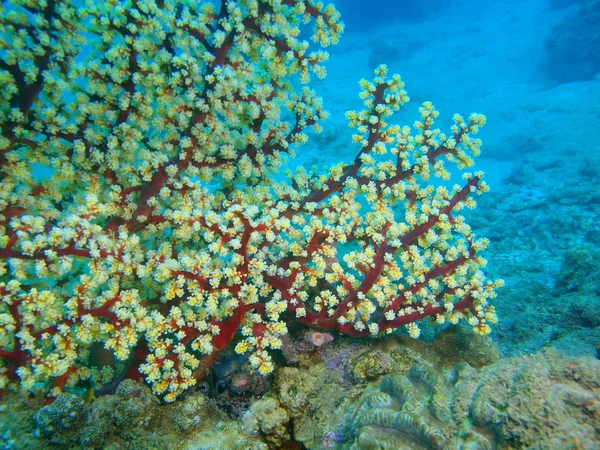 Hoornkoralen koraal, Filippijnen, eiland Luzon, Anilo — Stockfoto