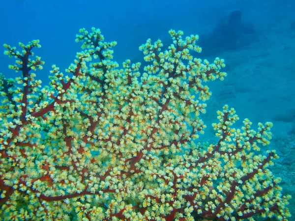 Gorgonian korall, Filippinerna, Luzon Island, Anilo — Stockfoto