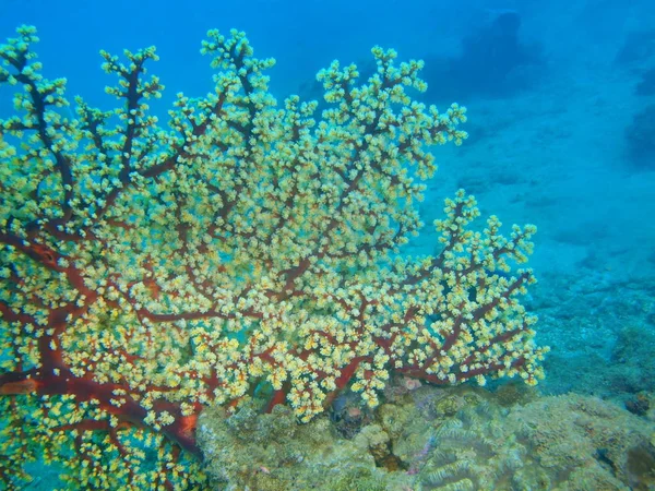 Corail gorgonien, Philippines, île de Luçon, Anilo — Photo