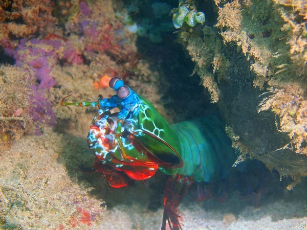 Mantis shrimp, Philippines, Luzon Island, Anilo — Stock Photo, Image