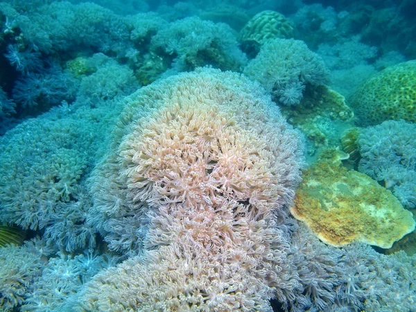 Coral blando, Filipinas, Isla de Luzón, Anilo — Foto de Stock