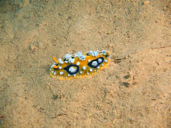 Sanna sea slug, Filippinerna, Luzon Island, Anilo — Stockfoto