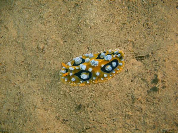 Verdadera babosa marina, Filipinas, Isla Luzón, Anilo —  Fotos de Stock