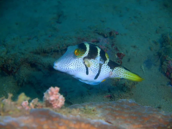 Boxfish, Fülöp-szigetek, Luzon-sziget, Anilo — Stock Fotó