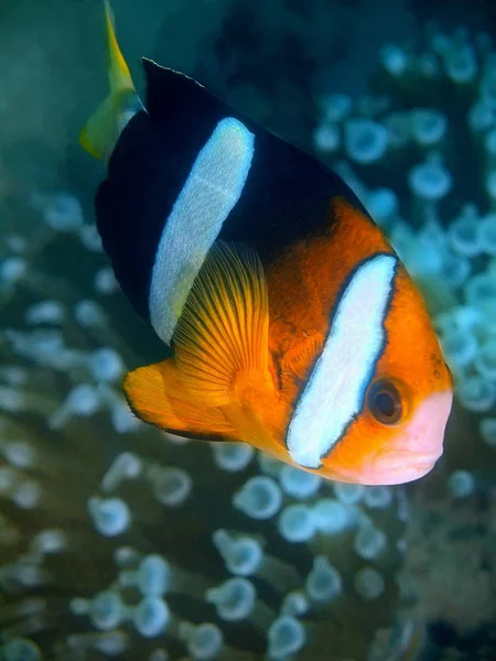 Pesce clown, Filippine, Isola di Luzon, Anilo — Foto Stock