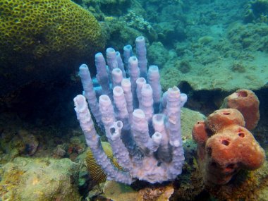 Demosponge, Filipinler, Luzon Adası, Anilo