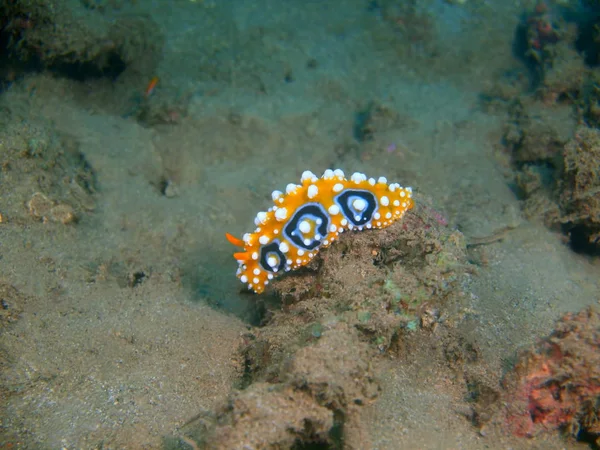 True sea slug, Philippines, Luzon Island, Anilo — Stock Photo, Image