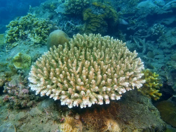 Corail, Philippines, île de Luçon, Anilo — Photo