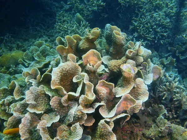 Stone korall, Filippinerna, Luzon Island, Anilo — Stockfoto