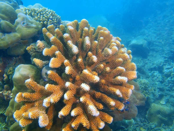 Piedra de coral, Filipinas, Isla de Luzón, Anilo — Foto de Stock