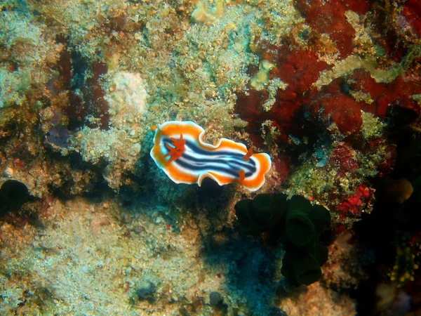 Sanna sea slug, Filippinerna, Luzon Island, Anilo — Stockfoto