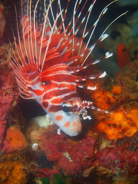 Scorpionfish, Filipinas, Ilha de Luzon, Anilo — Fotografia de Stock
