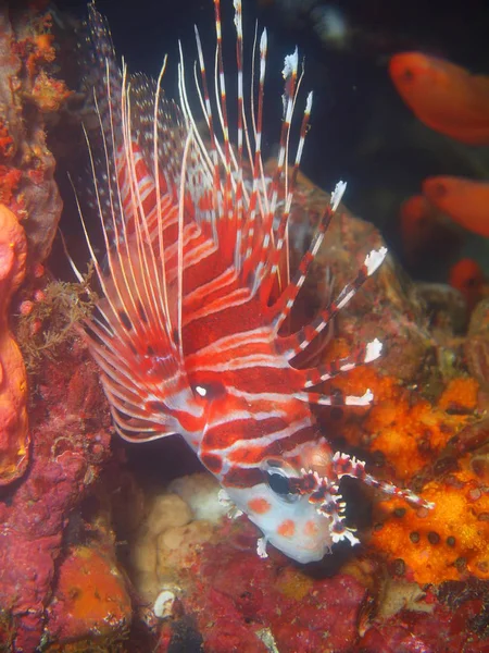 Scorpionfish, Filipinas, Isla de Luzón, Anilo — Foto de Stock