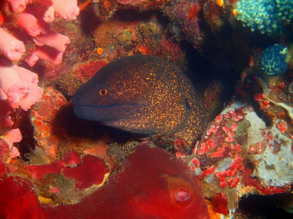 Moray anguila, Filipinas, Isla Luzón, Anilo — Foto de Stock