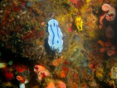 Gerçek deniz yaratığı, Filipinler, Luzon Adası, Anilo