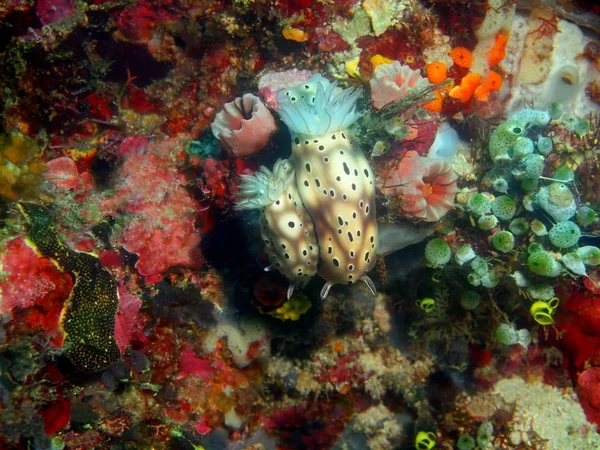 Prawdziwe morze ślimaki, Filipiny, Wyspa Luzon, Anilo — Zdjęcie stockowe