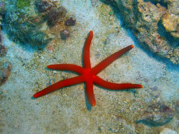 Deniz yıldızı, Filipinler, Luzon Adası, Anilo