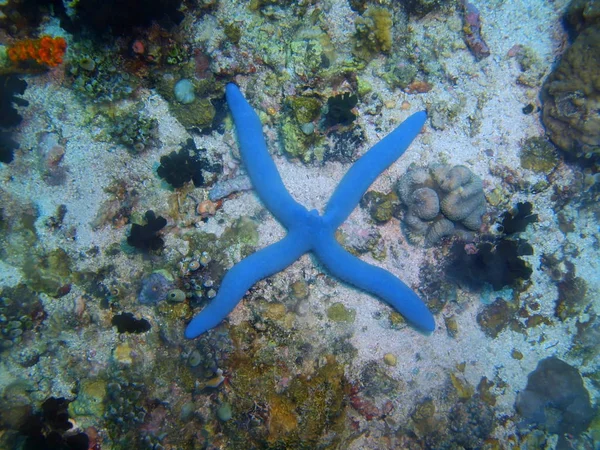 Estrella de mar, Filipinas, Isla de Luzón, Anilo —  Fotos de Stock
